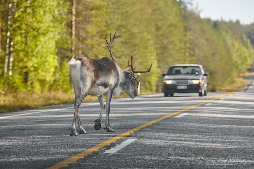 Animale Investito In Autostrada Chi Risarcisce